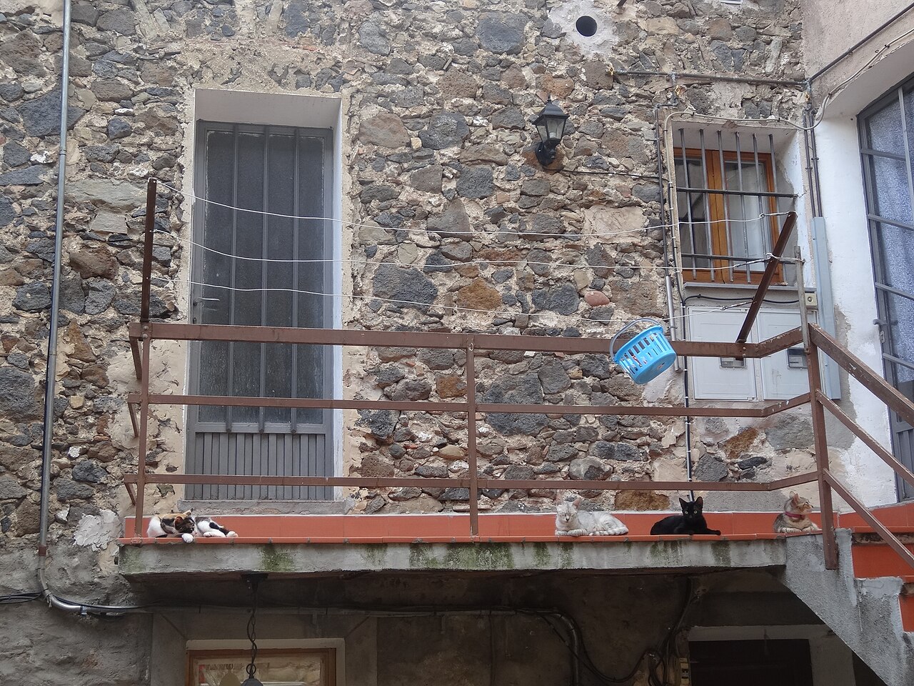 Cuatro gatos ante una casa de la calle de la Força, en el casco antiguo