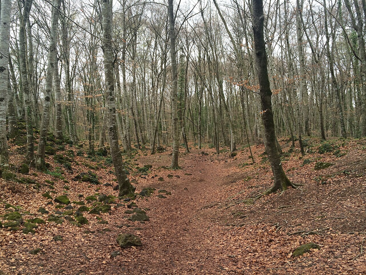Hayedo de la Fageda d'en Jordà en primavera